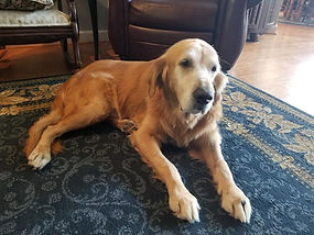 Golden Retriever Zack laying down