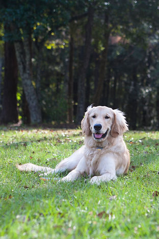Golden Retriever in a park