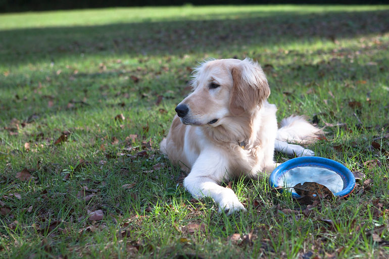 Golden Retriever resting with frisbee