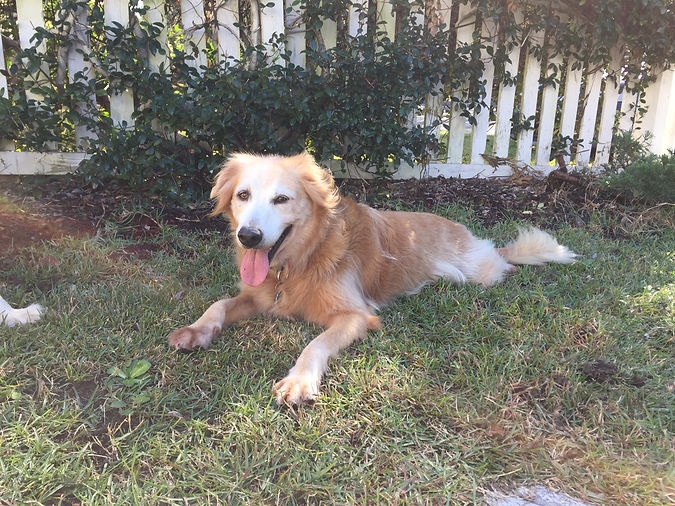 Golden Retriever laying down in grass