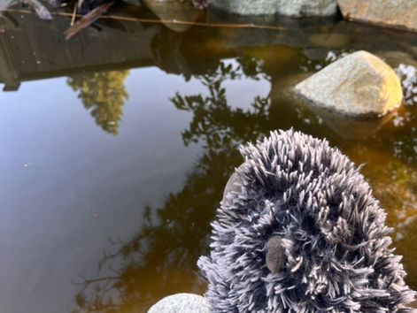 Watching the fish