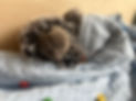 snuggles.jpeg