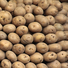 Russet Potato Pile