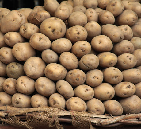 Russet Potato Pile