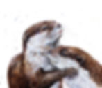 Cuddling otters limited edition print