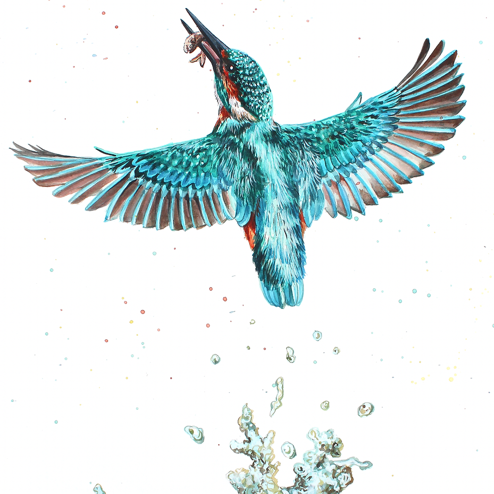 Thumbnail: Kingfisher limited edition print