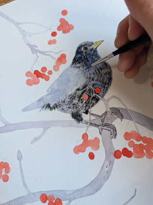 Blackbird and rowan berries painting in progress