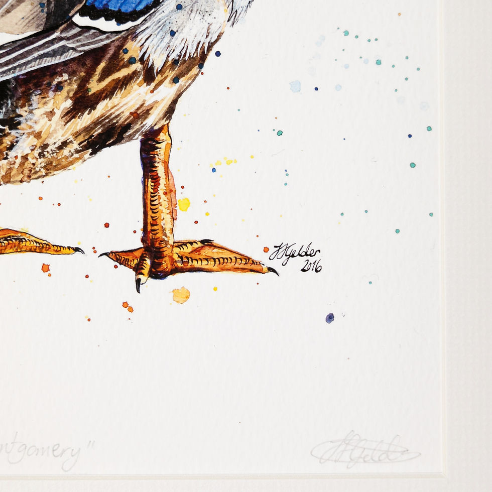Thumbnail: 'Montgomery' Limited Edition Mallard Duck Print