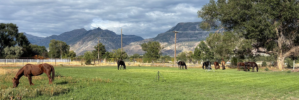 pasture 9_edited.jpg
