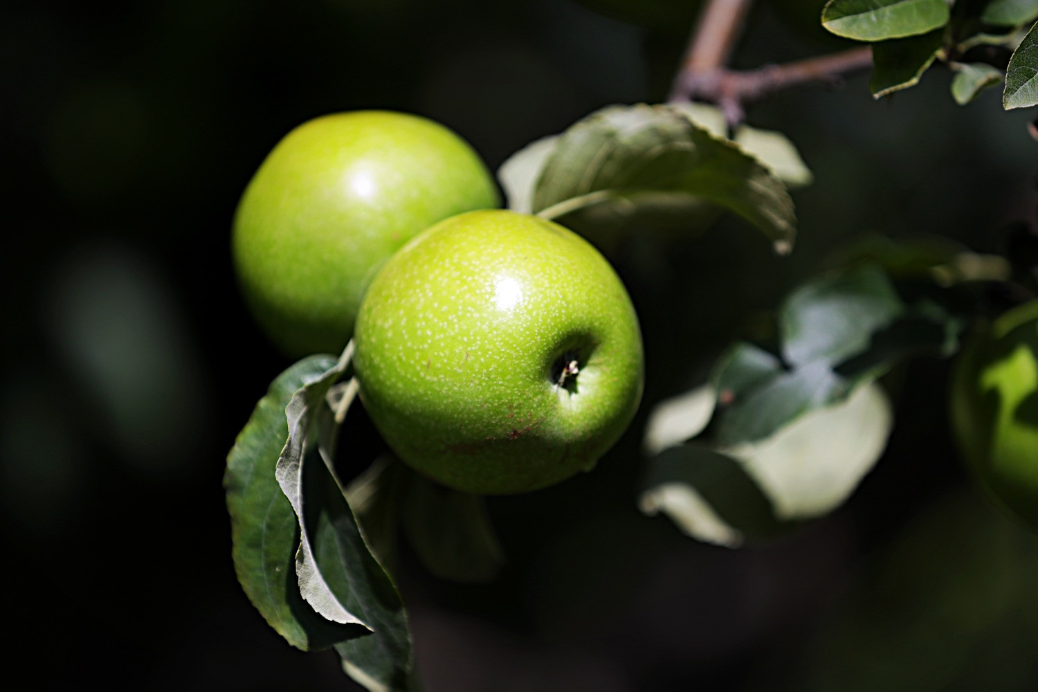 Granny Smith