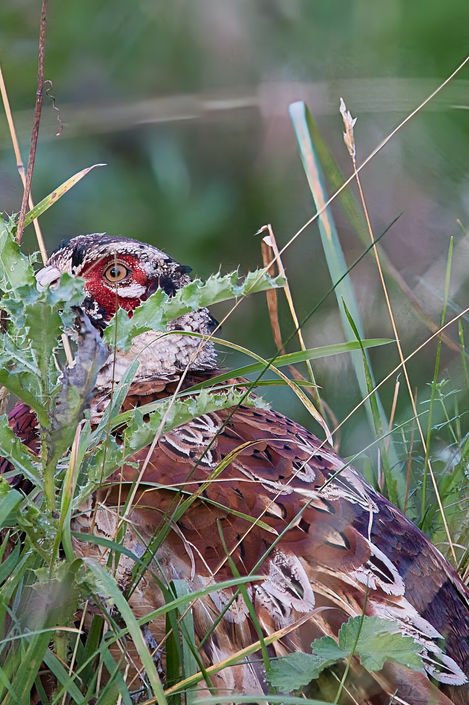 Pop Eye Pheasant