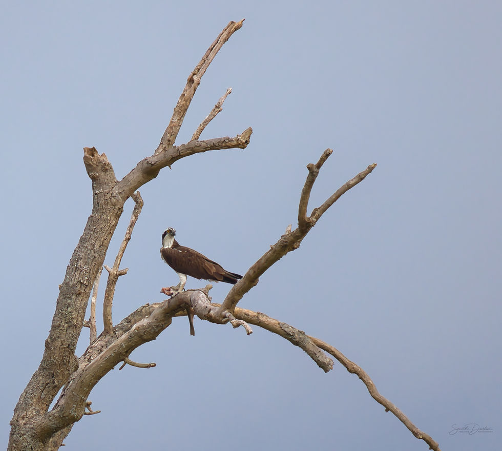 Oscar fish on branch