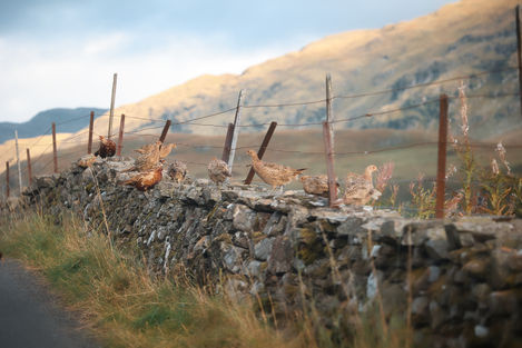 Pheasants all in a row