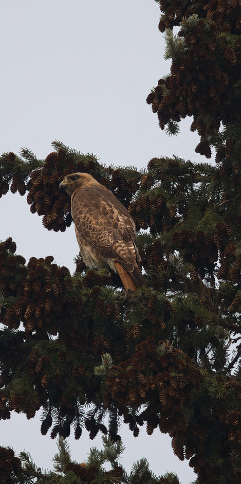 Golden Eagle 1 Mount Robson