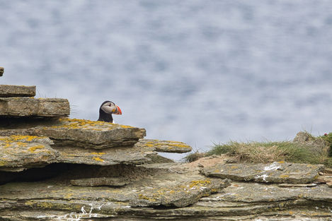 King Puffin hiding