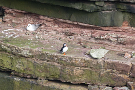 Oyster Catcher Merkle
