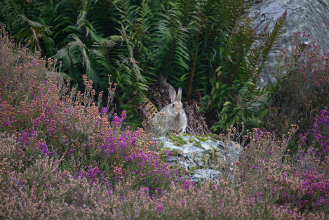 Bunny Rock