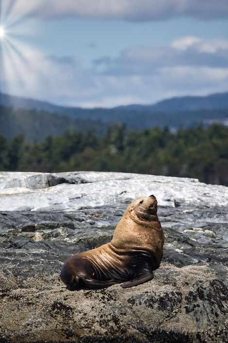 Sealion Victoria Canada