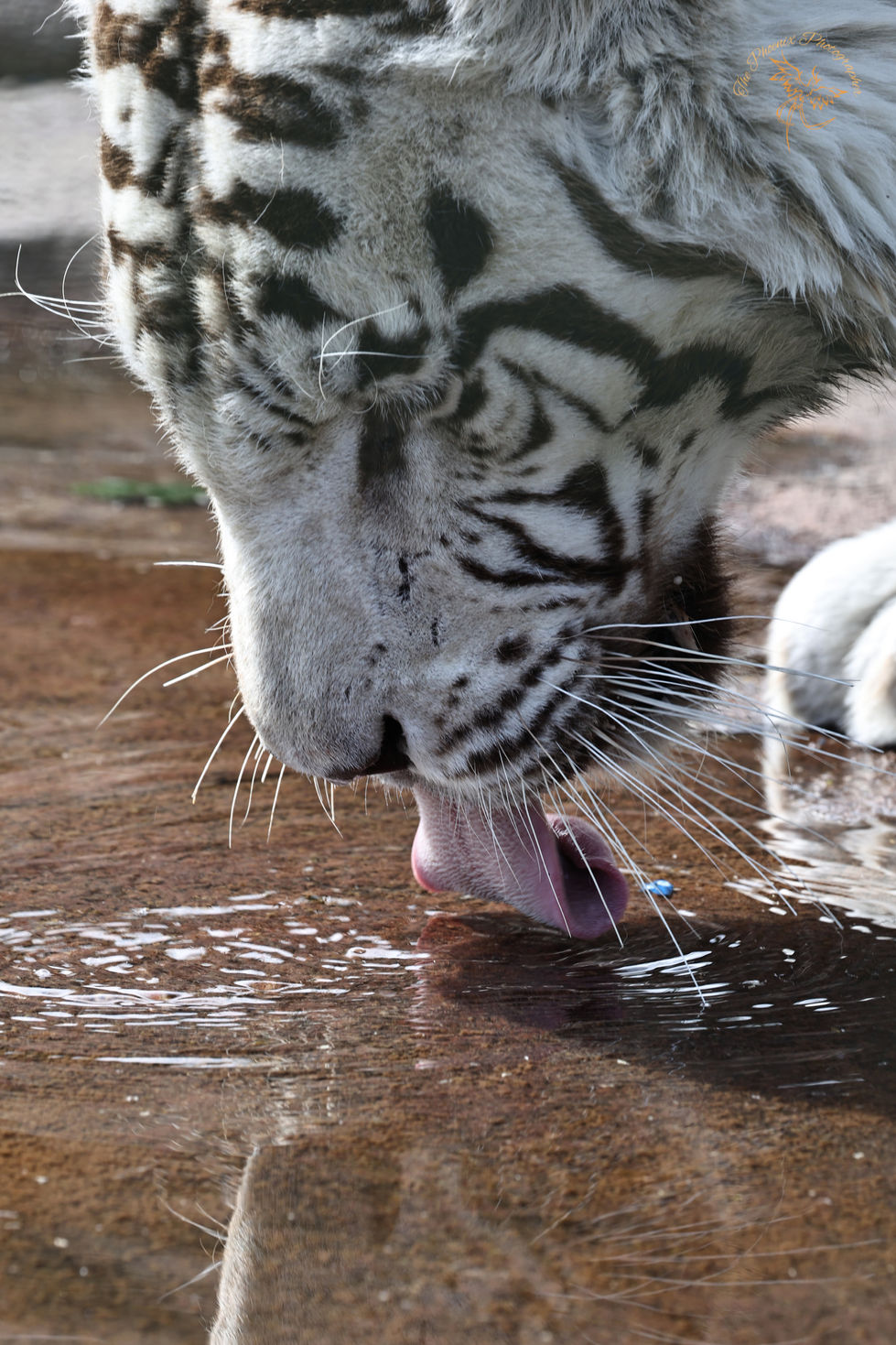 Water Tongue