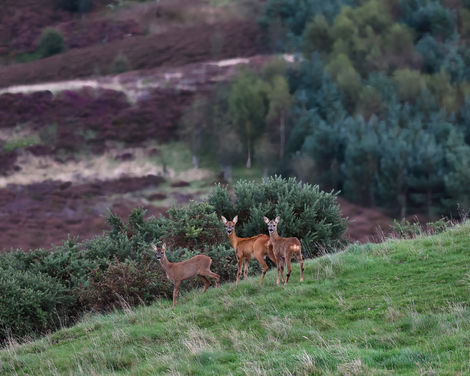 3 Roe Deer.jpeg