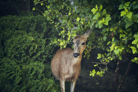 Deer in the Woods Victoria