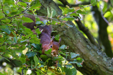 Loch Leven Squirrel Flower.jpeg