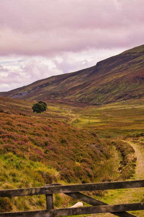 The Gated Hill