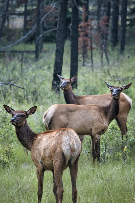 3 Female Elk Jasper 14 July 2023