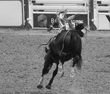 BW Rodeo Stampede