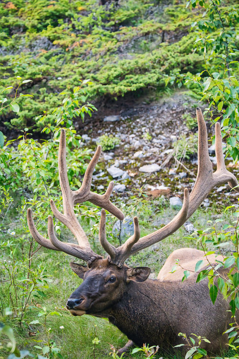 Bull Elk Jasper