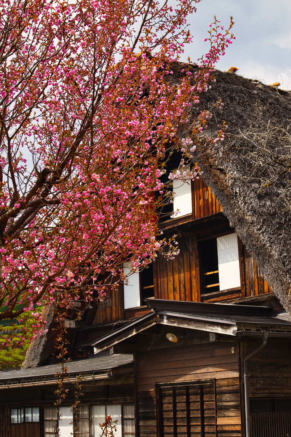 Shinkaju Jqapan Cherry Blossom House
