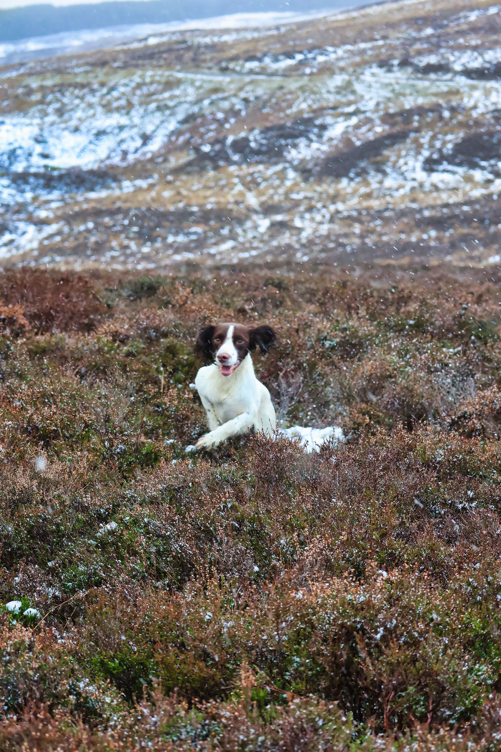 Jager Heather Scotland 2022