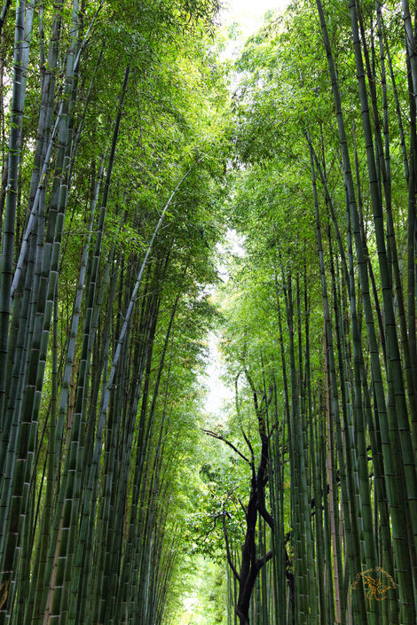 Bamboo Forest Japan 2023