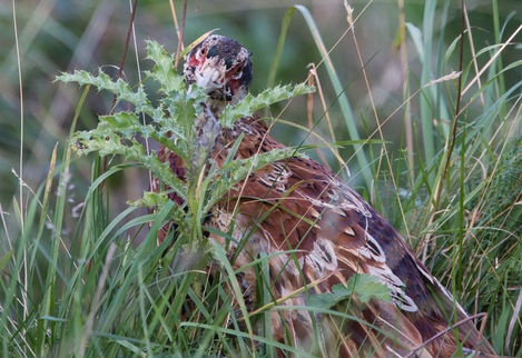 Peepo Pheasant