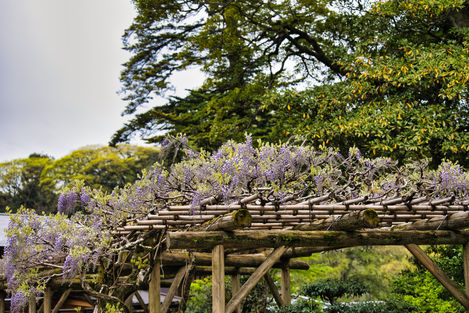 Wisteria Japan 2023