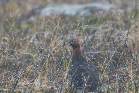 Red Grouse in Grass Dreich.jpeg