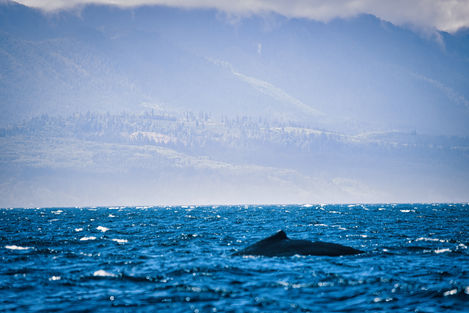 Whale Victoria Canada