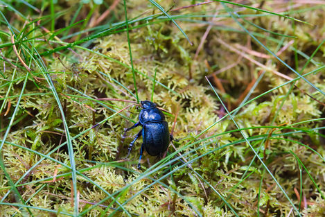 Blue Beetle Butterstone