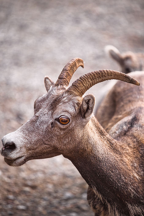 Horned Sheep Jasper 14 July 2023
