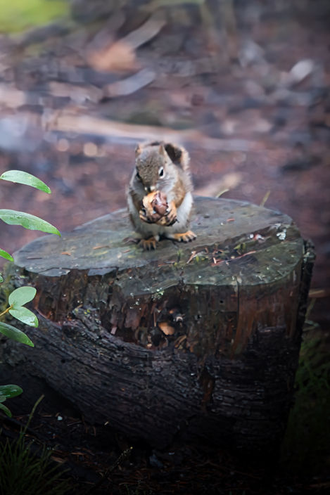 Ah nuts