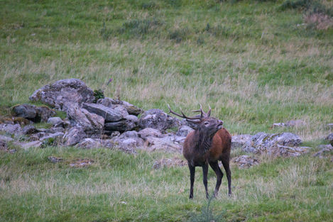 Chester Roaring Glen Lyon Oct 2023.jpeg