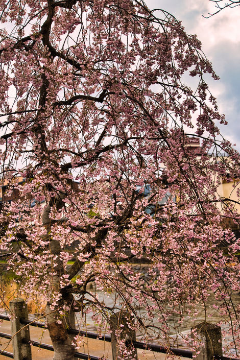 Cherry Blossom Japan 2023