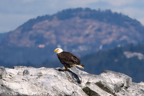 Bald Eagle Victoria