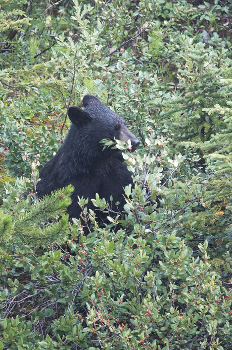 Jasper Bear Munch Time