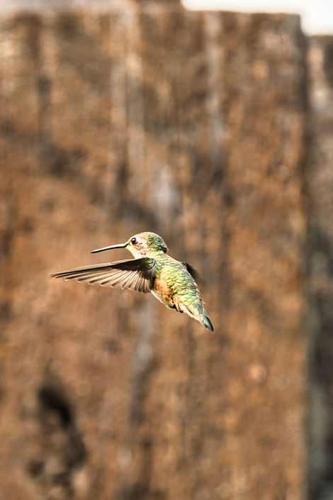 Green Hummingbird Mount Robson