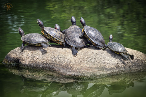 Terrapins Japan 2023