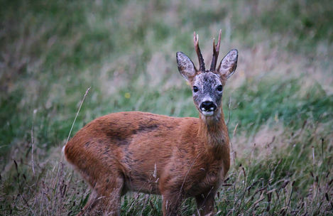 Roe Buck
