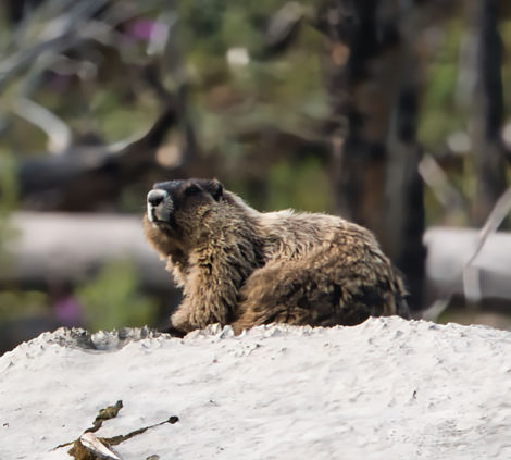 Marmot Jasper Park July 2023
