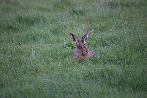 Hare by Jan and Rods.jpeg
