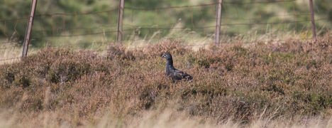 Black Grouse on the hill.jpeg